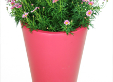 Ashwell garden planter - Pink