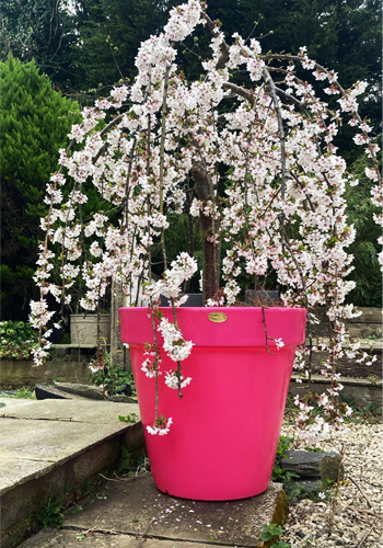 traditional garden planter