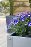 raised galvanised planter