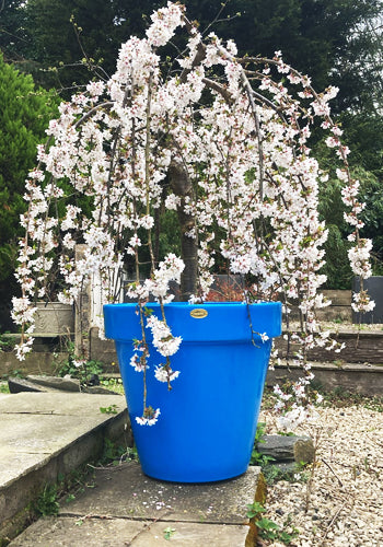 Classic Garden Planter In Blue