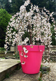 Classic Garden Planter In Pink