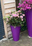 Ashwell Garden Planter In Purple